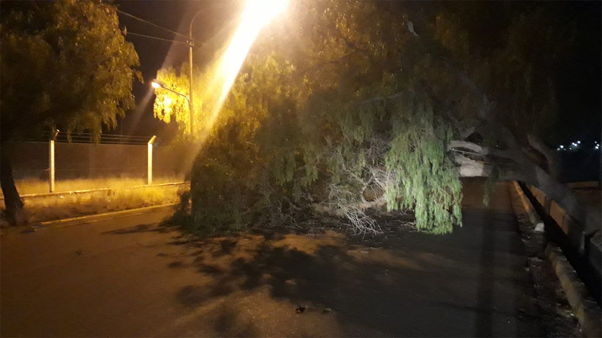 La Municipalidad de Capital trabajó para remover el árbol.