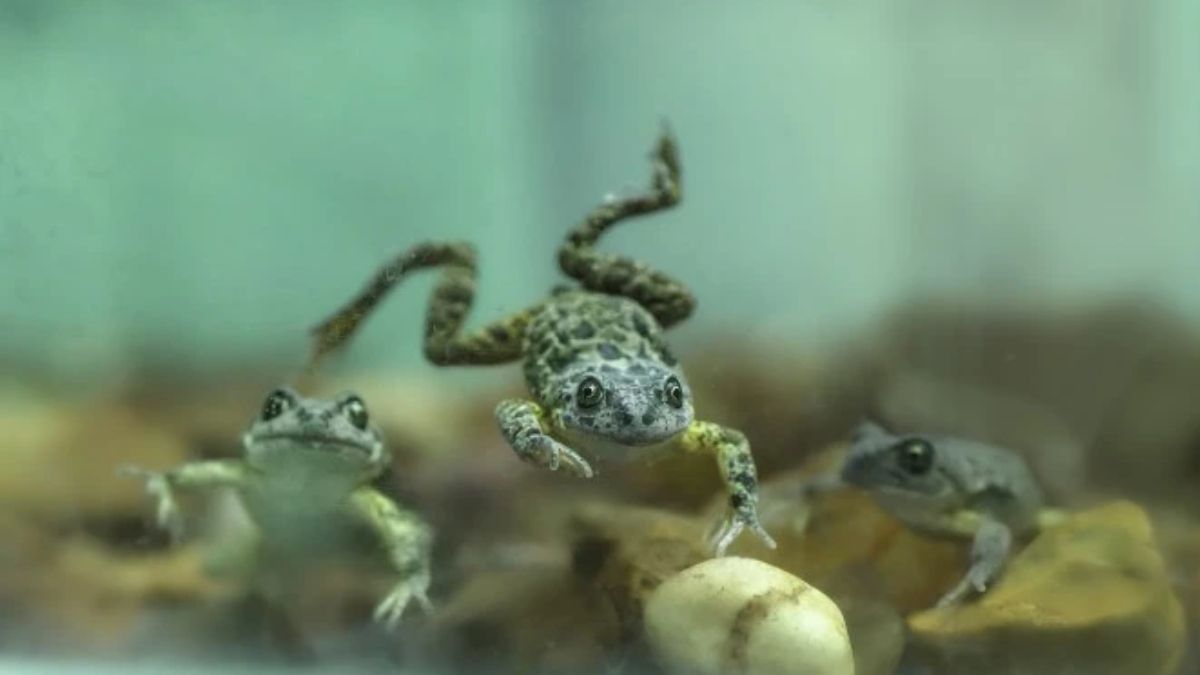 Rana patagónica. Foto: Fundación Temaikèn Rana patagónica. Foto: Fundación Temaikèn