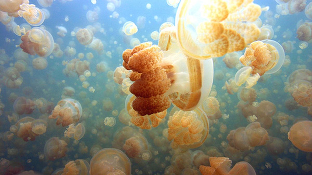 El lago de las medusas doradas en Palaos está repleto de medusas inofensivas. 