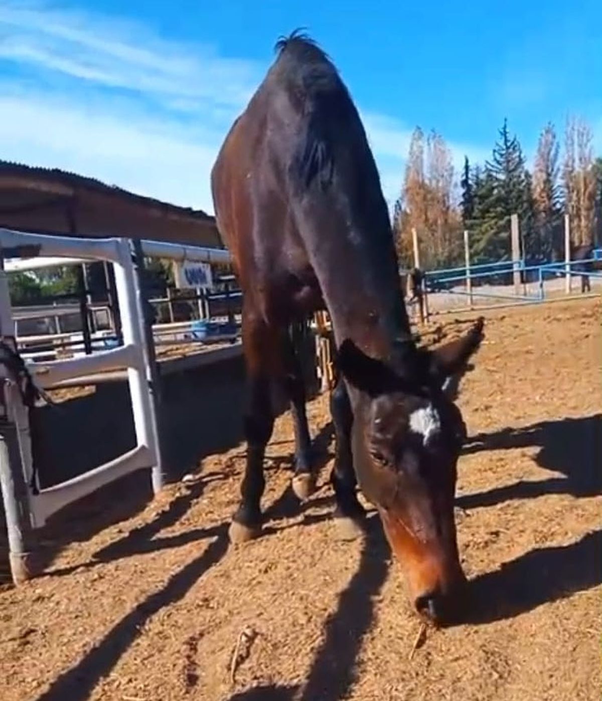 Aragón vive alejado del maltrato animal que sufrió con su dueño, quien fue condenado por este delito en un fallo sin antecedentes. Aragón vive alejado del maltrato animal que sufrió con su dueño, quien fue condenado por este delito en un fallo sin antecedentes.