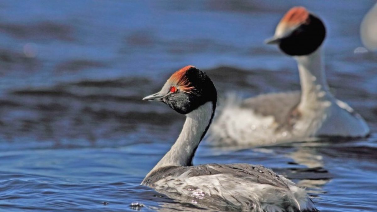 El macá tobiano es un ave endémica que solo habita los ríos de Santa Cruz, y se encuentra en peligro de extinción (Imagen: Pablo Hernández) El macá tobiano es un ave endémica que solo habita los ríos de Santa Cruz, y se encuentra en peligro de extinción (Imagen: Pablo Hernández)
