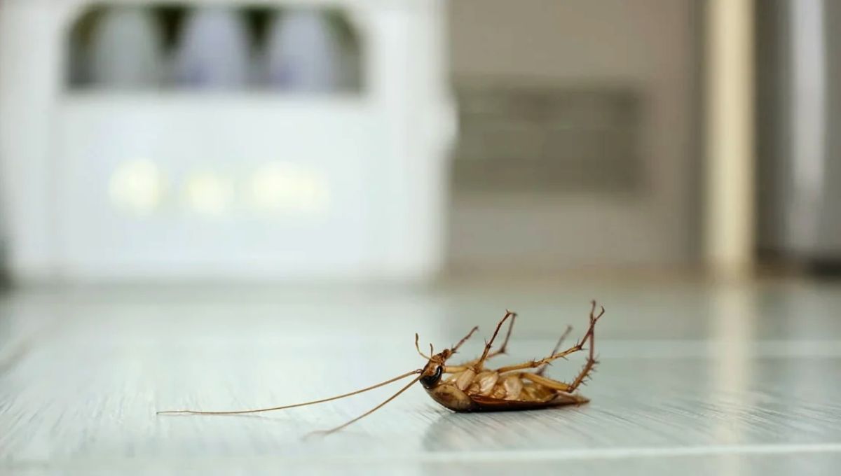 El potente truco casero de dos ingredientes para quitar a las cucarachas del hogar