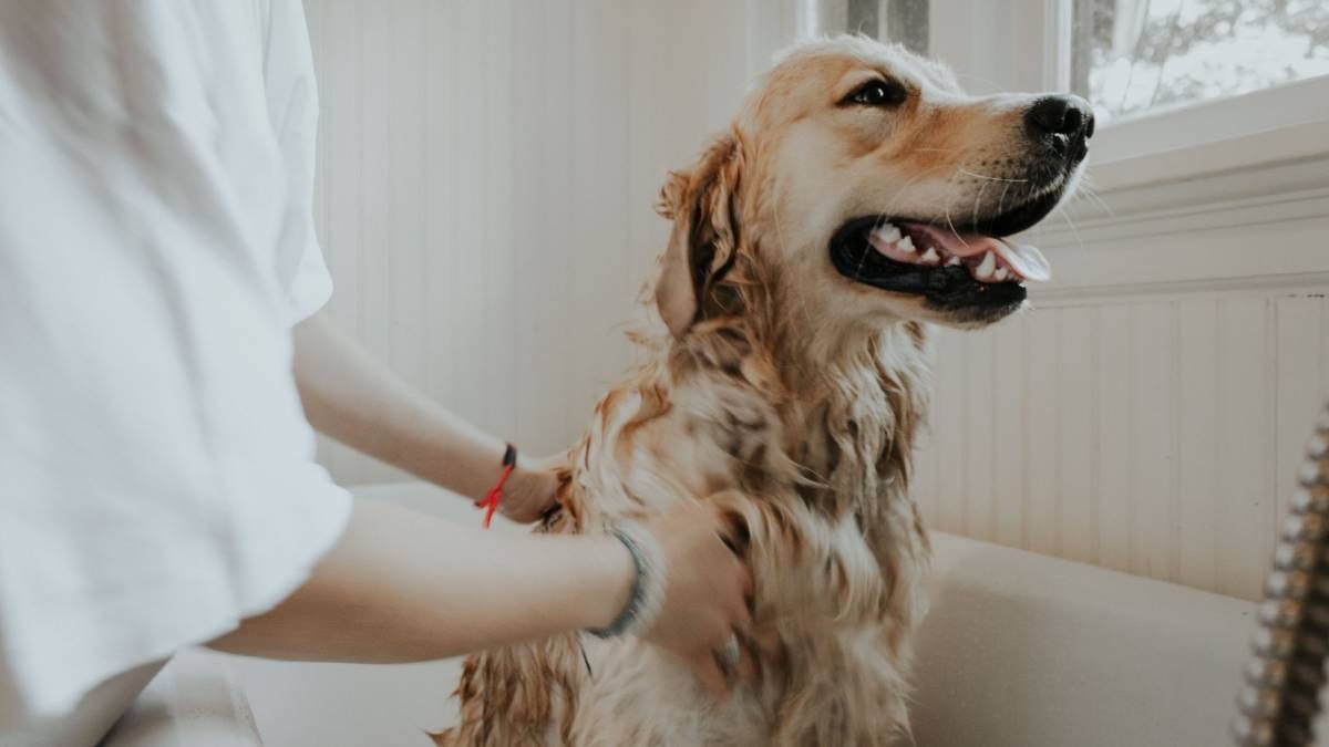 Aprendé a hacer tu propio shampoo casero para perros. Aprendé a hacer tu propio shampoo casero para perros.