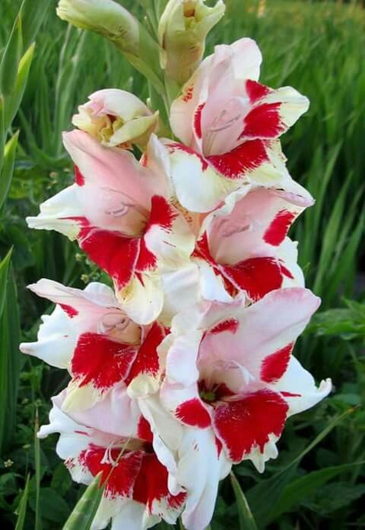 Hoy te contaremos qué significa regalar estas hermosas flores. Hoy te contaremos qué significa regalar estas hermosas flores.