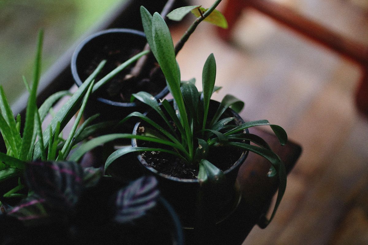 ¿Cómo elegir una buena maceta para tus plantas? Foto: Pexels ¿Cómo elegir una buena maceta para tus plantas? Foto: Pexels