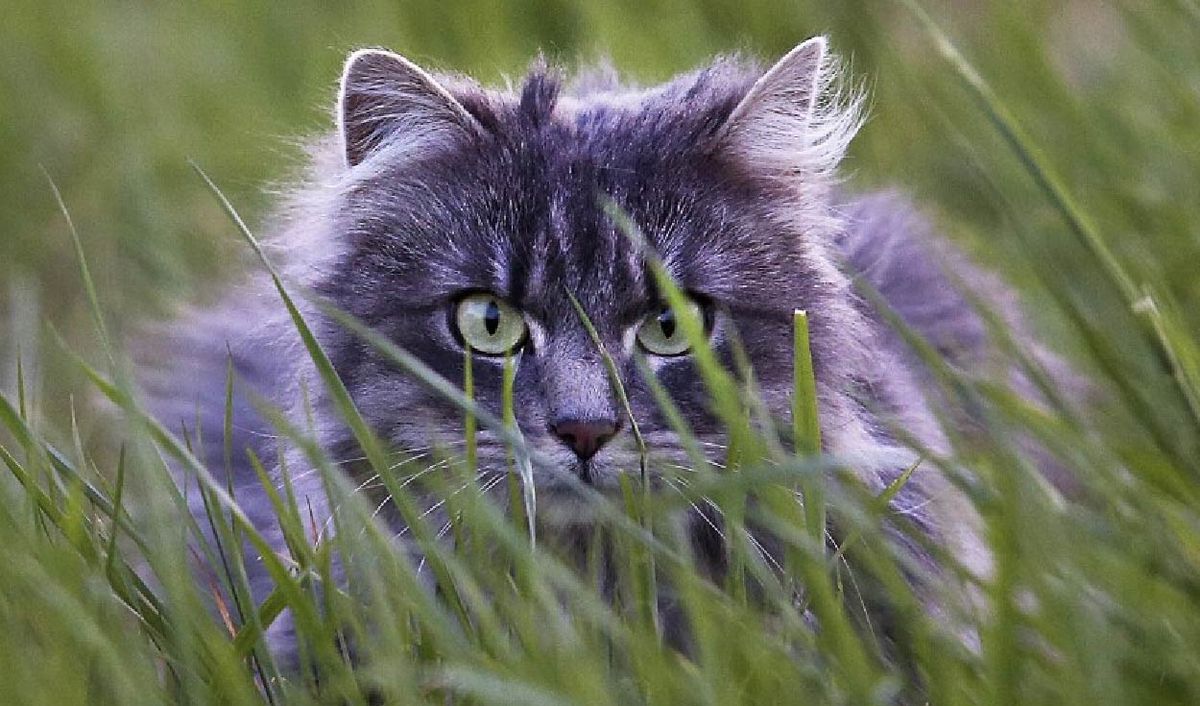 Hay que tener cuidado cuando el gato sale por primera vez al jardín. Hay que tener cuidado cuando el gato sale por primera vez al jardín.