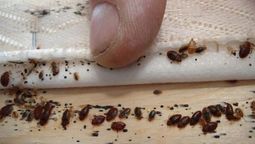 Esta planta puede atraer a distintos insectos a tu casa. Esta planta puede atraer a distintos insectos a tu casa.