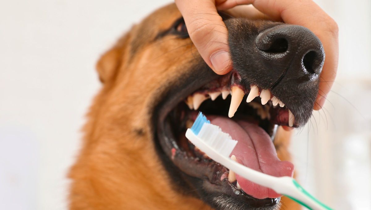 No más sarro: cómo cepillarle los dientes a tu perro sin que sufra