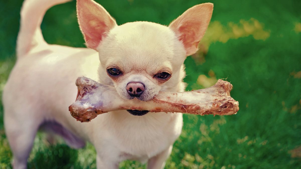 Si su perro parece estar bien después de comer un hueso de pollo, no des por hecho que lo peor ya pasó. Vigílalo durante 24 horas.  Si su perro parece estar bien después de comer un hueso de pollo, no des por hecho que lo peor ya pasó. Vigílalo durante 24 horas.
