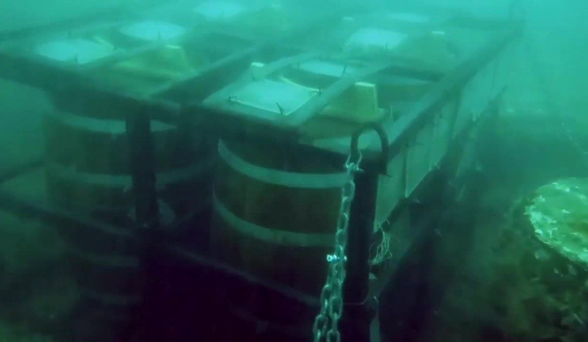 Lss 600 litros de cerveza en barricas que fueron depositadas en Mar del Plata en el fondo del mar para fines benéficos fueron robadas, según denunció uno de los afectados