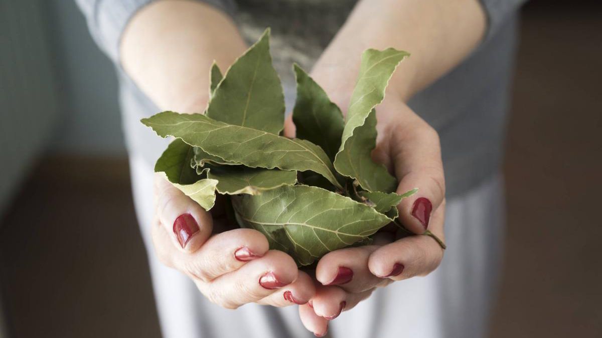 Los lugares de la casa en los que hay que colocar hojas de laurel para