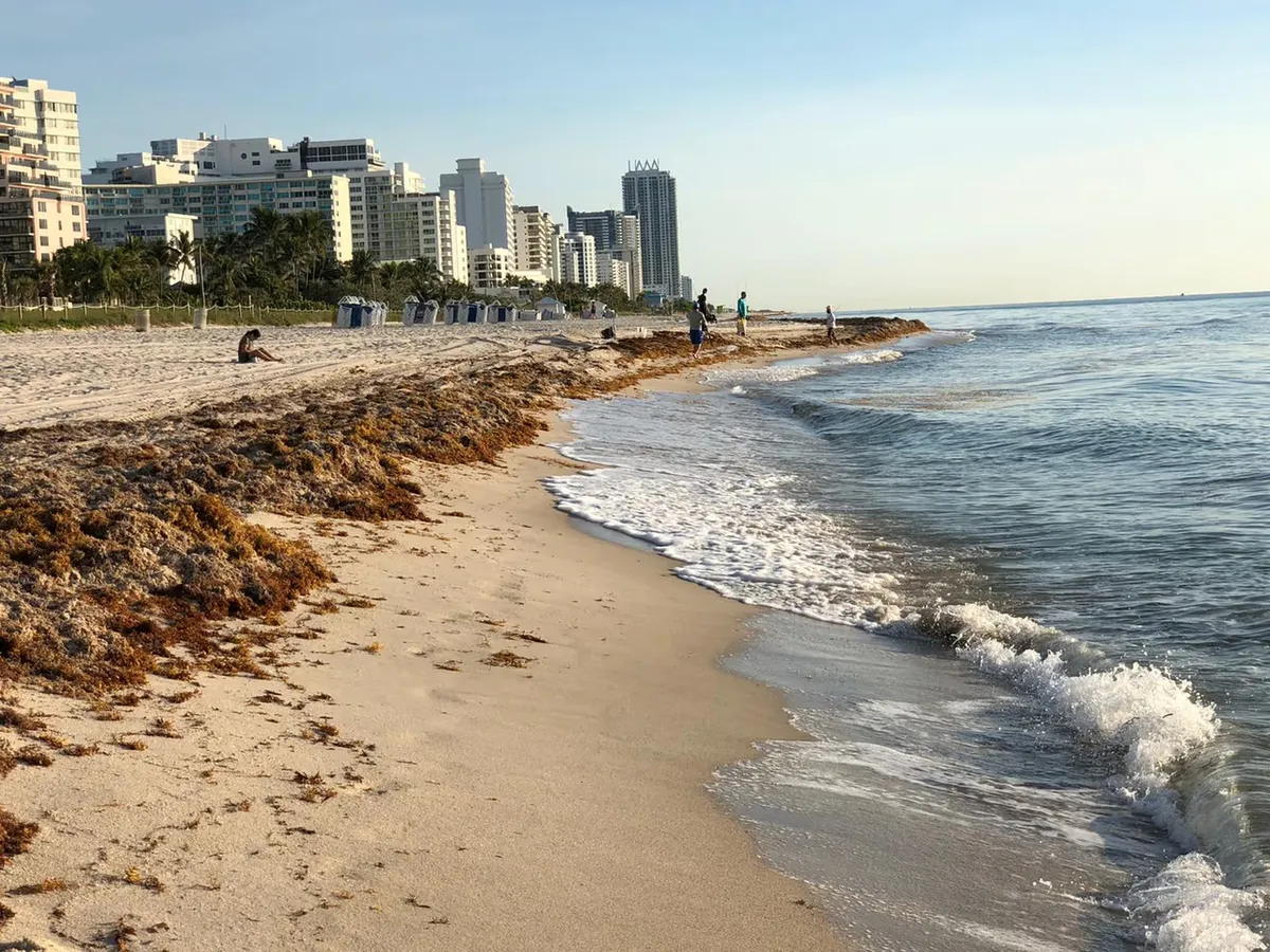 El sargazo crea preocupación en diversas playas de Estados Unidos, Caribe y México El sargazo crea preocupación en diversas playas de Estados Unidos, Caribe y México