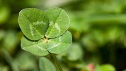 Significados: qué simboliza encontrar un trébol de cuatro hojas.