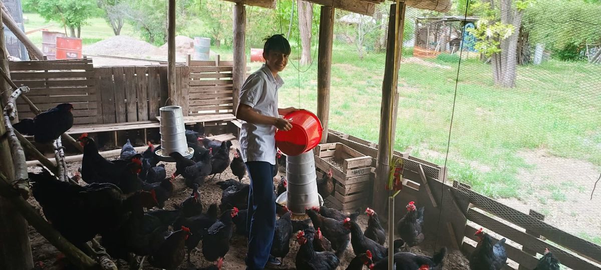 Juancito dice que lo mejor es darles comida y agua a las 105 gallinas en horas de la tarde. 