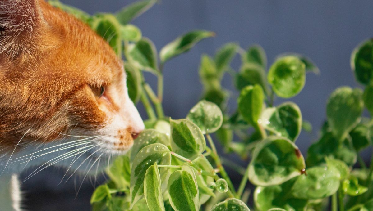 El potus es tóxico y peligroso para los gatos El potus es tóxico y peligroso para los gatos