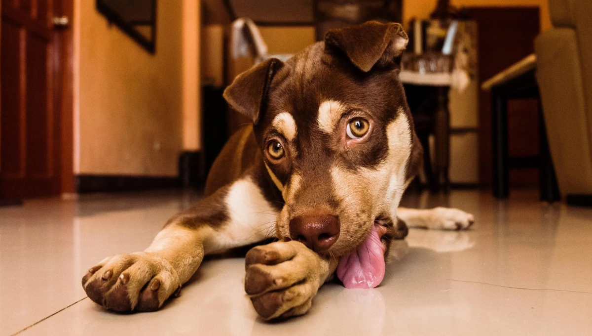 Qué significa que mi perro se lama las patas según la ciencia veterinaria