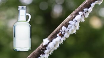 Temporada de cochinilla algodonosa en las plantas y cómo combatirla con vinagre Temporada de cochinilla algodonosa en las plantas y cómo combatirla con vinagre