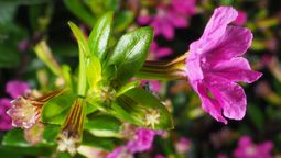 Esta planta embellece el jardín sin necesidad de un mantenimiento exagerado. Esta planta embellece el jardín sin necesidad de un mantenimiento exagerado.