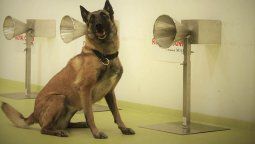La UBA entrenará perros para detectar el coronavirus a través del olfato