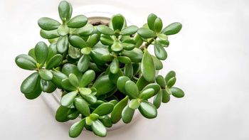 Árbol de jade: por qué poner cáscara de huevo en el sustrato en la primavera Árbol de jade: por qué poner cáscara de huevo en el sustrato en la primavera