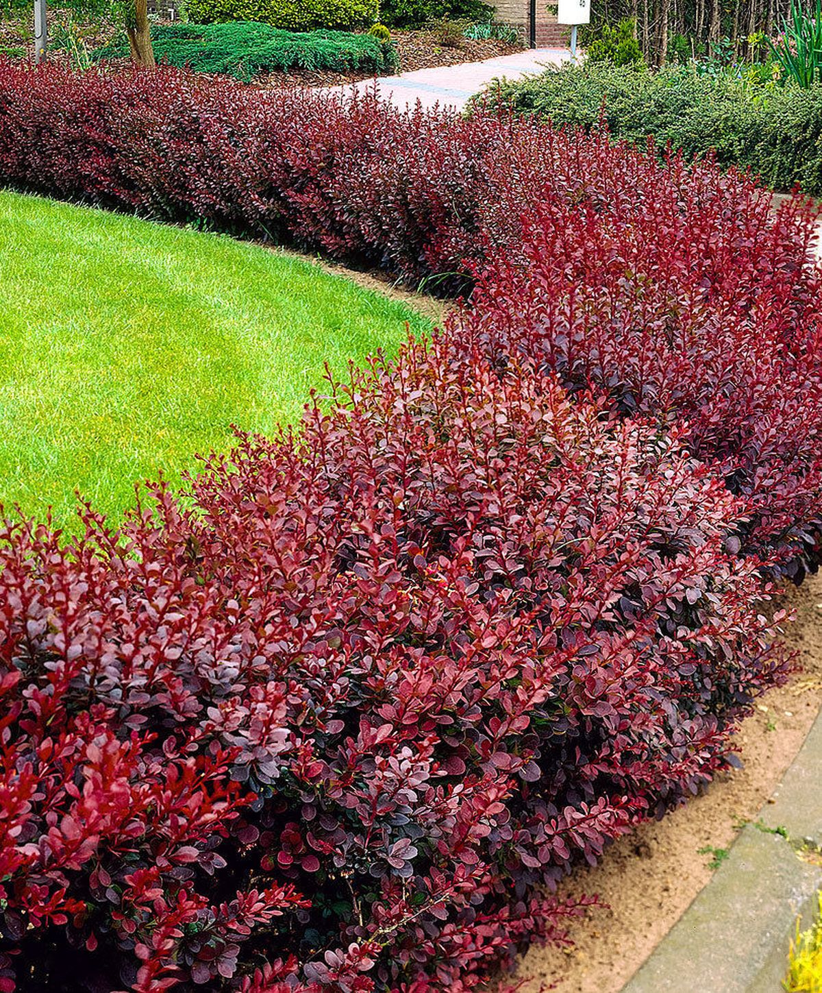 Esta planta puede crecer hasta dos metros de altura. Esta planta puede crecer hasta dos metros de altura. 