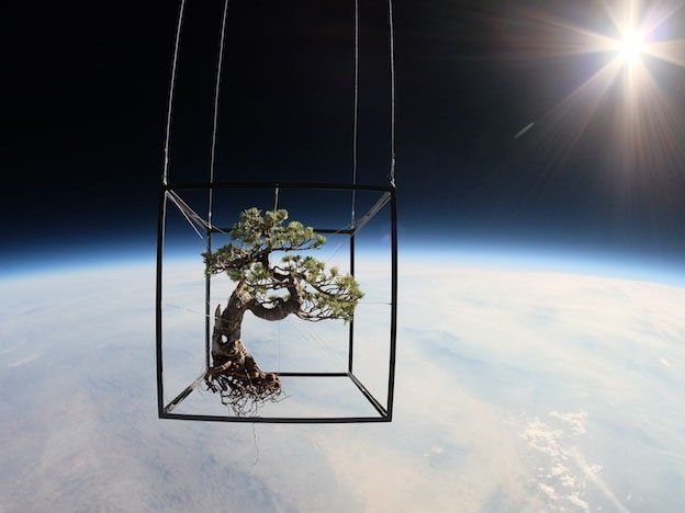 ¿Estás aburrido? Mandá un bonsai al espacio