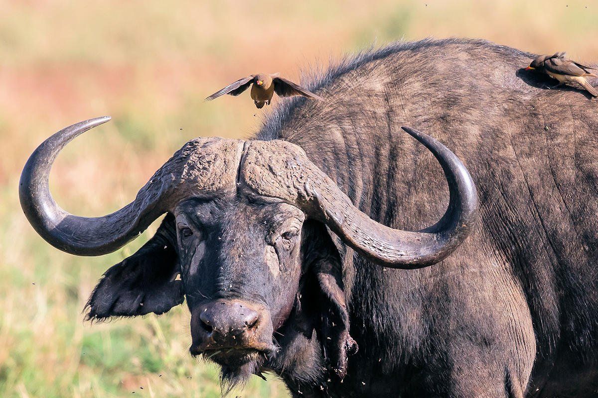 Arrasó con todo. Video: un búfalo se metió a un local de comida y arrolló al dueño.