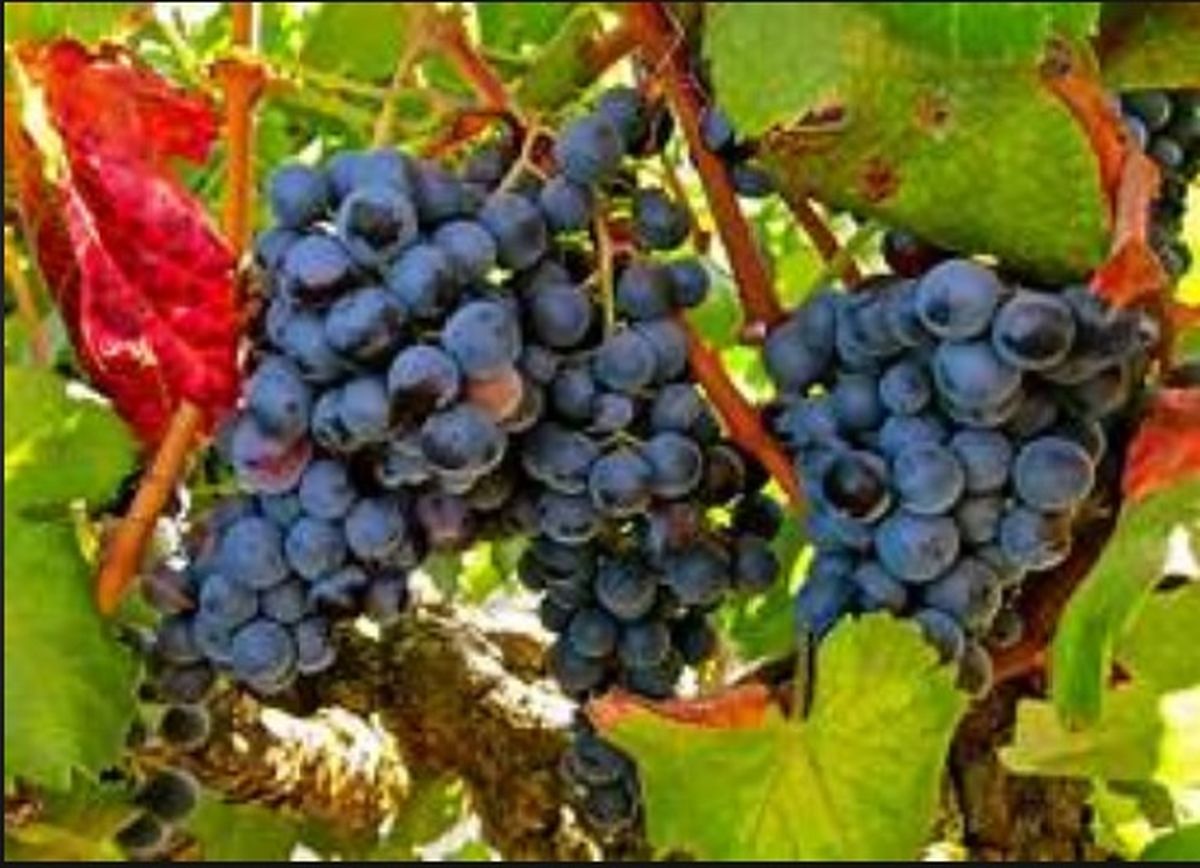 Hay variedades de uva que resisten más a las altas temperaturas, como la garnacha Hay variedades de uva que resisten más a las altas temperaturas, como la garnacha