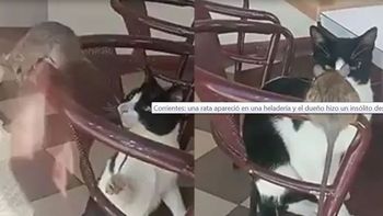 Una rata entró en una heladería y el dueño hizo un insólito descargo
