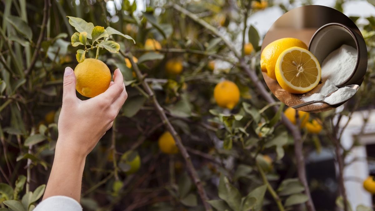 Árbol limonero: cómo usar la mezcla de bicarbonato y agua para decirle adiós a los hongos