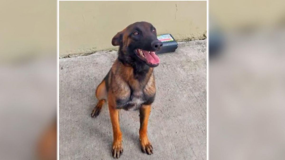 Wilson, el perro rescatista que se perdió en la selva colombiana y es buscado por efectivos del ejército Wilson, el perro rescatista que se perdió en la selva colombiana y es buscado por efectivos del ejército