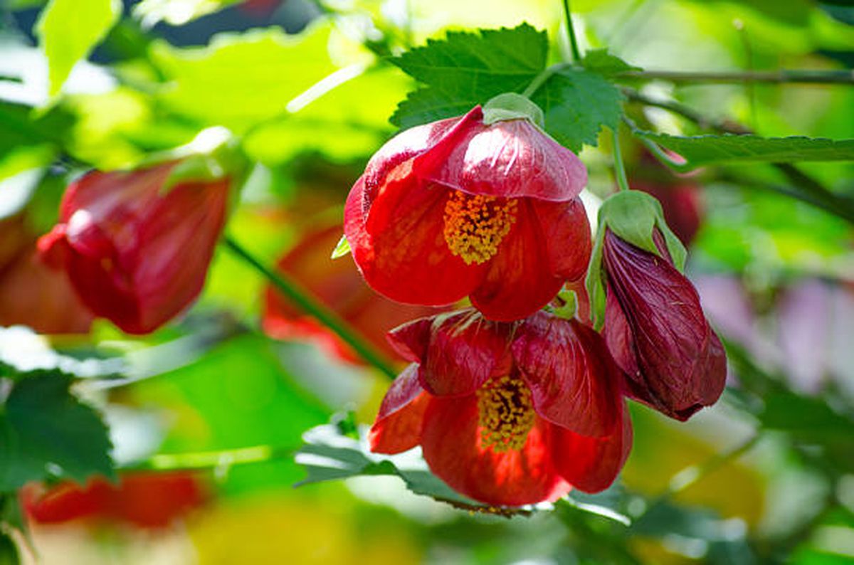 Abutilon o Farolito chino. Abutilon o Farolito chino.