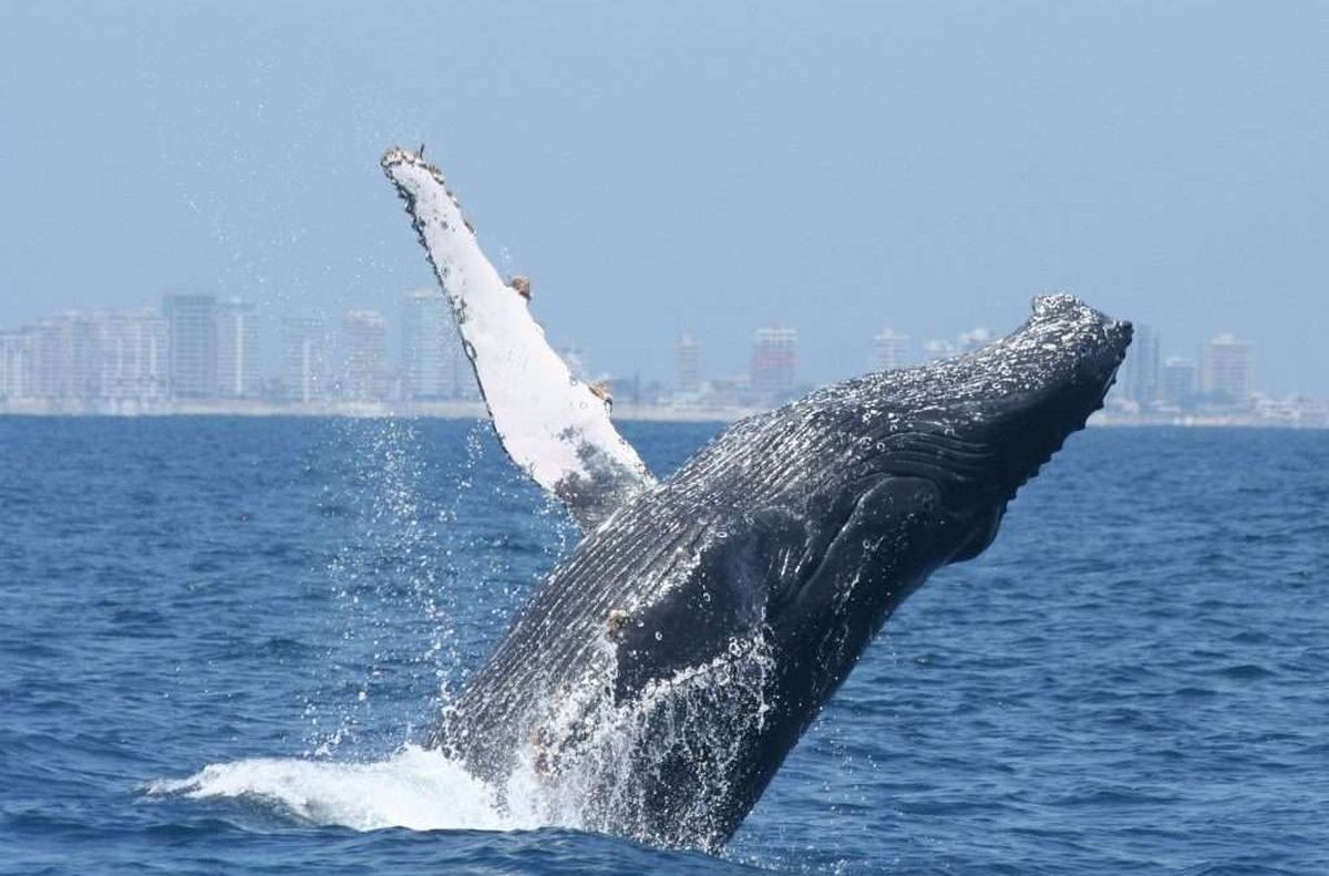 Captó los VIDEOS más IMPACTANTES de una BALLENA por ERROR