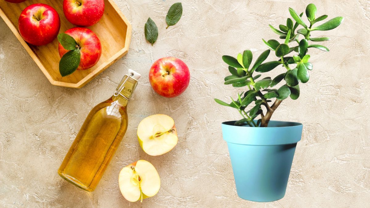 Qué significa colocar vinagre a tu árbol de Jade