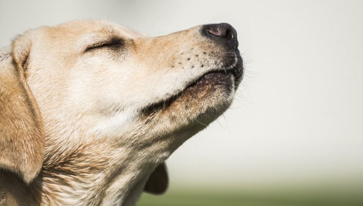 Ni caminata, ni paseo: el juego mental de 10 minutos que agota y estimula a tu perro