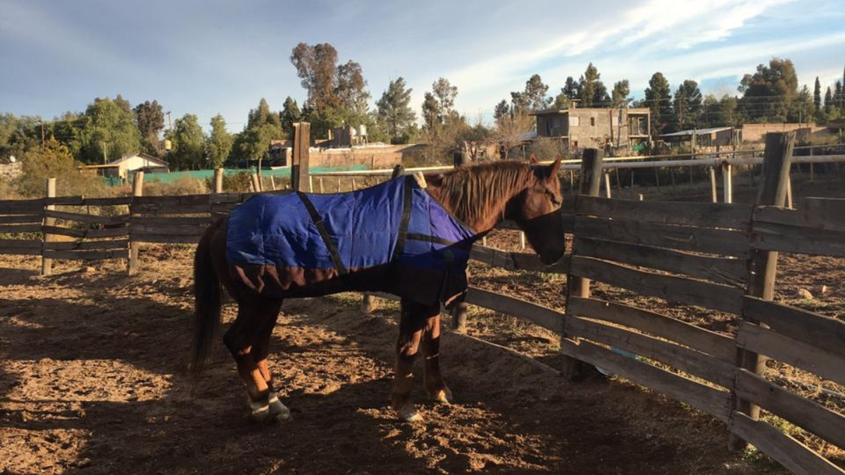No es factible que un humano o un equino contagie a otro humano o equino, remarcó el responsable de Senasa. No es factible que un humano o un equino contagie a otro humano o equino, remarcó el responsable de Senasa.
