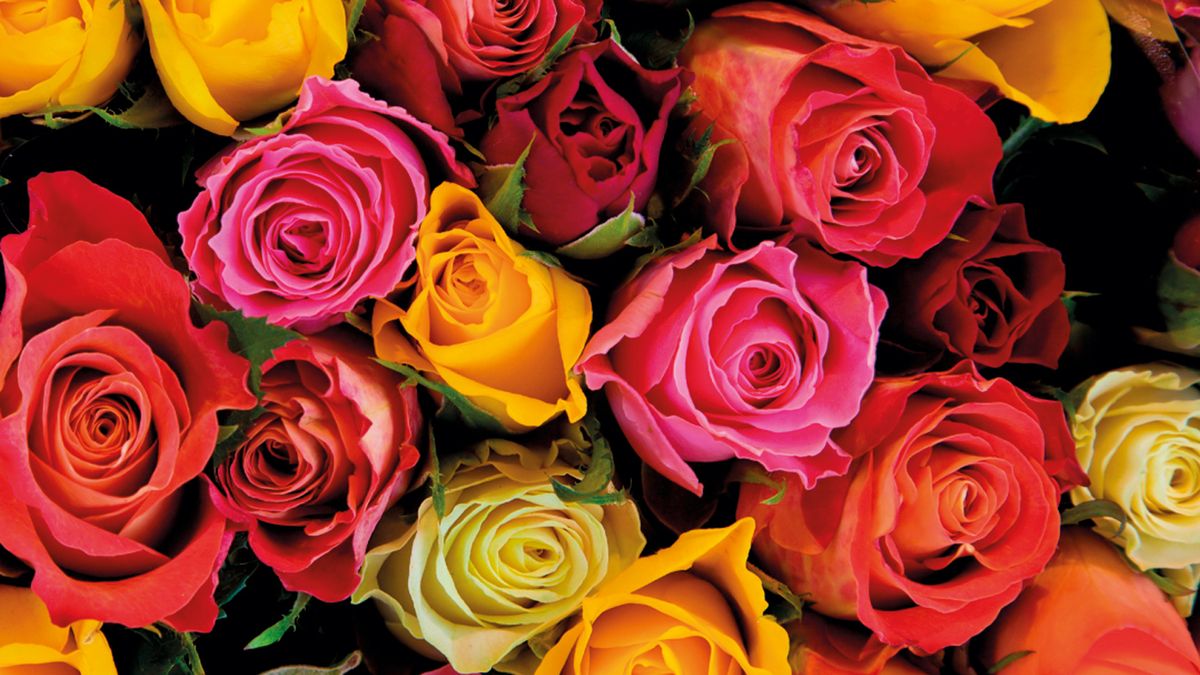 Qué tengo que hacer para cuidar las rosas en verano