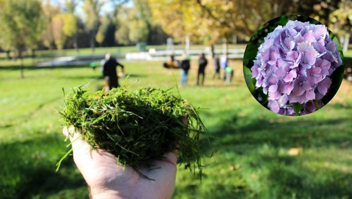 Cómo aprovechar el pasto recién cortado para embellecer a las plantas del jardín