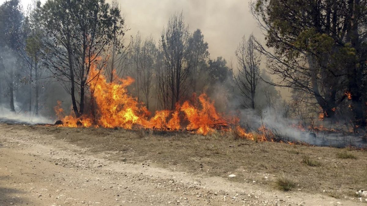 Los incendios causan grandes daños ambientales y ecológicos.