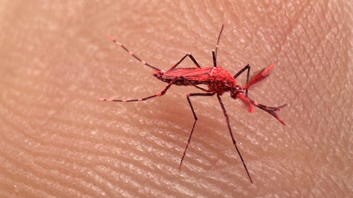 El Aedes Aegypti rojo identifica al mosquito estéril con el que Iscamen apuesta a controlar el dengue en Mendoza.