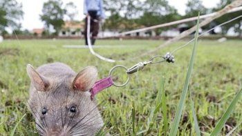 Muere un recién nacido tras ser atacado por ratas en un hospital en La India