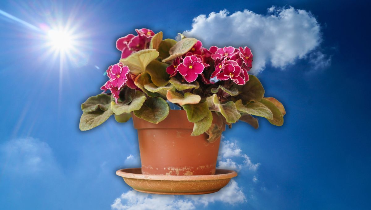 ¿Cuánta luz necesitan mis plantas? 