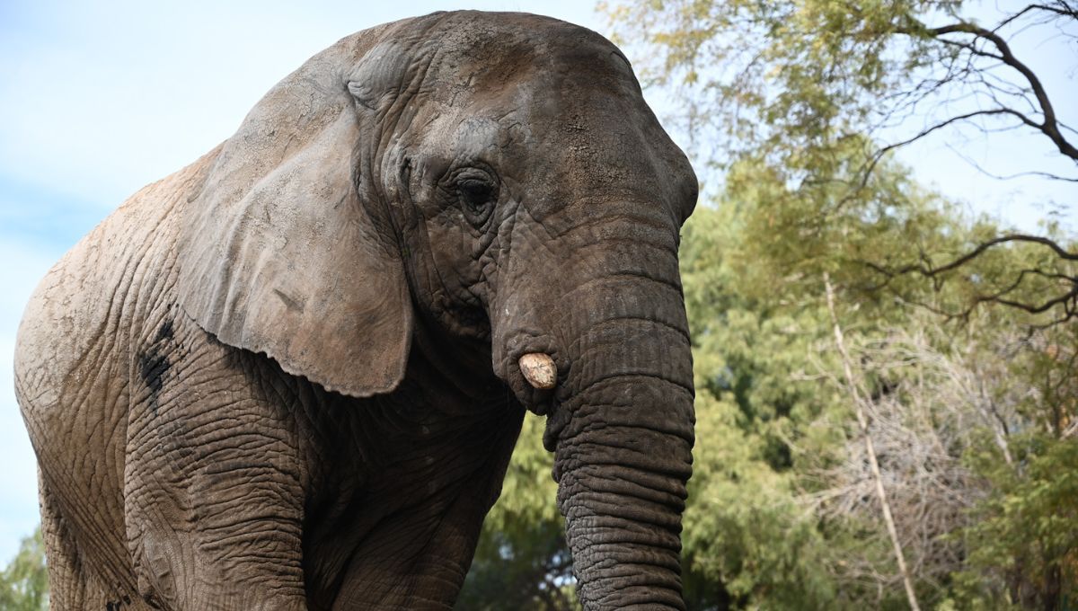Murió Kenya, la elefanta mendocina que estaba en un santuario de Brasil