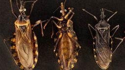 El mal de Chagas ya está presente en norteamérica. (Foto: CONICET)