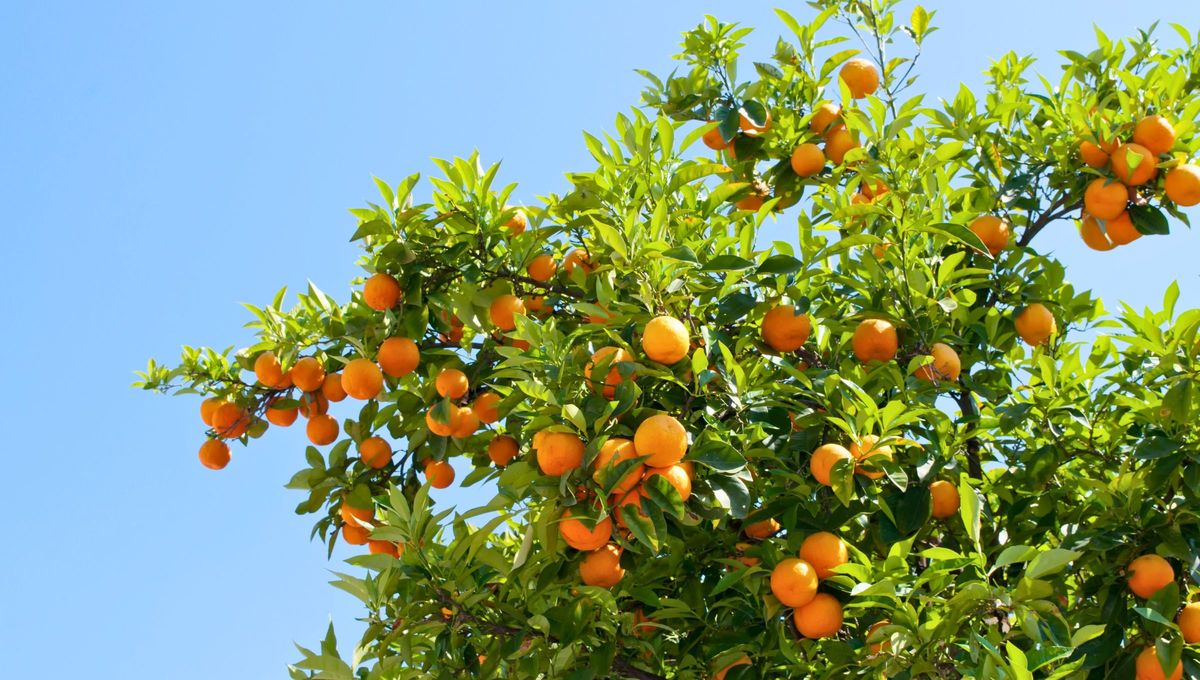 El Naranjo es un árbol frutal del género Citrus, que forma parte de la familia de las rutáceas. Se trata de un árbol de porte mediano que se caracteriza por tener un pequeño fruto. El Naranjo es un árbol frutal del género Citrus, que forma parte de la familia de las rutáceas. Se trata de un árbol de porte mediano que se caracteriza por tener un pequeño fruto.