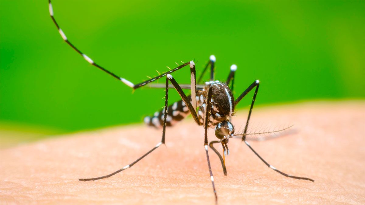 El dengue es causado por el mosquito Aedes aegypti.&nbsp;