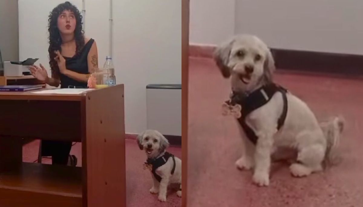 Gala acompañada de su perro rindiendo su tesis final. Imagen: TikTok @nogalag7. Gala acompañada de su perro rindiendo su tesis final. Imagen: TikTok @nogalag7.