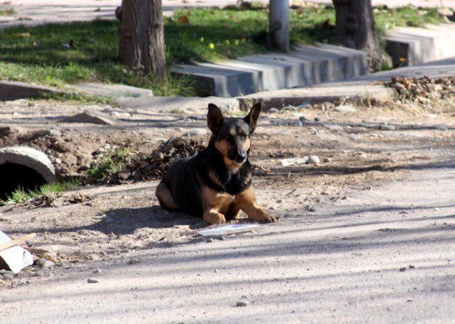 Mordeduras de perro: más de 1000 casos en un año y medio