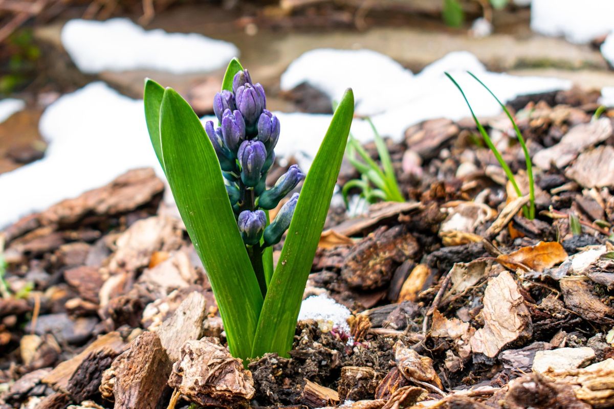 Esta técnica de jardinería aporta múltiples beneficios. Imagen: Pixabay.