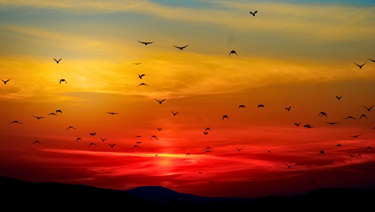 El ave cuyo canto anuncia el amanecer y llega para alegrar la primavera: de qué pájaro se trata